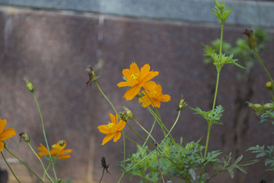 Close-up of yellow flowering plant