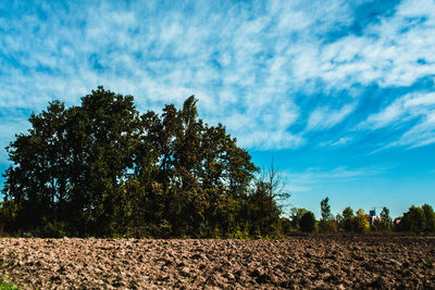 Trees growing on field against sky