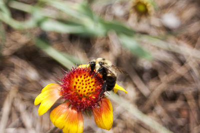 Close-up of bumblebee on orange flower
