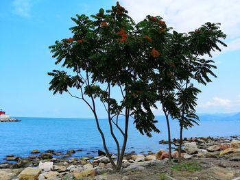 Tree by sea against sky