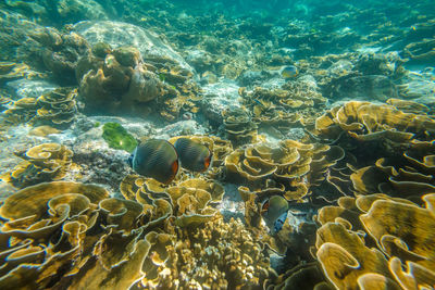 Close-up of coral swimming in sea