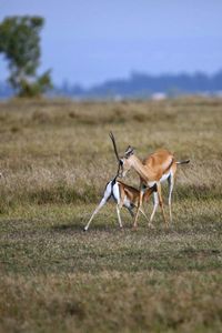 View of horse running on field