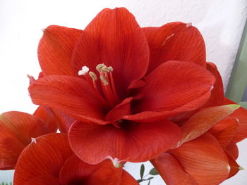 Close-up of red flower blooming outdoors