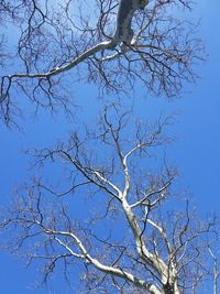 Low angle view of bare tree against clear blue sky