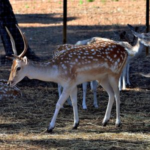 Deer standing in a field