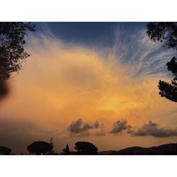 Silhouette of trees against orange sky