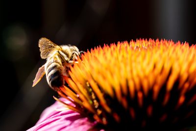 Close-up of bee pollinating on flower