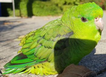 Close-up of parrot