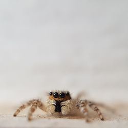 Close-up portrait of spider