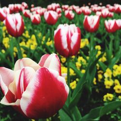 Close-up of pink tulips