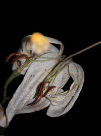 Close-up of flower over black background