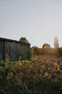 Plants growing on field against clear sky