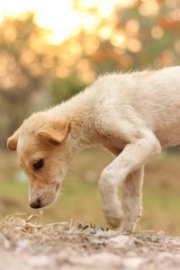 Close-up of dog outdoors