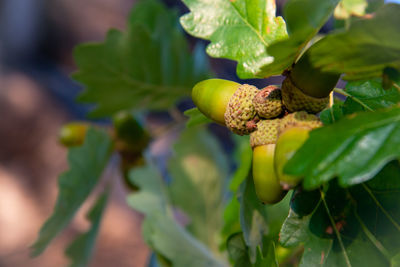 Close-up of fruits on tree