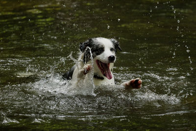 Dog in a lake