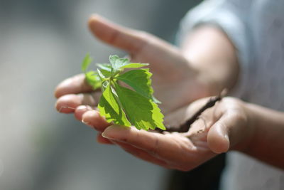 Close-up of hand holding plant