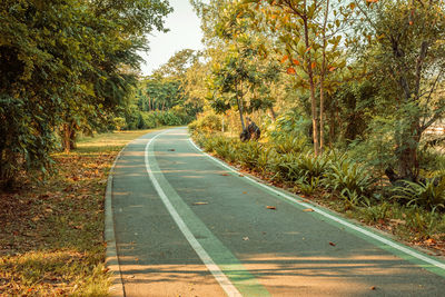 Road amidst trees