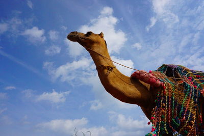 Low angle view of horse against sky