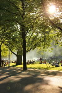 Trees in park