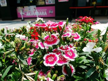 Close-up of flowers