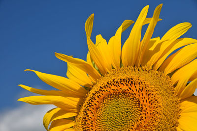 Close-up of sunflower