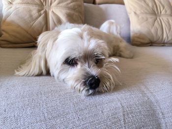 Close-up of dog relaxing on bed at home