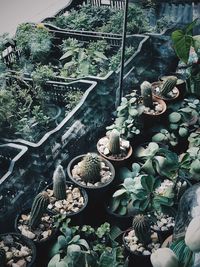 High angle view of plants