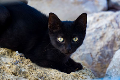 Portrait of black cat