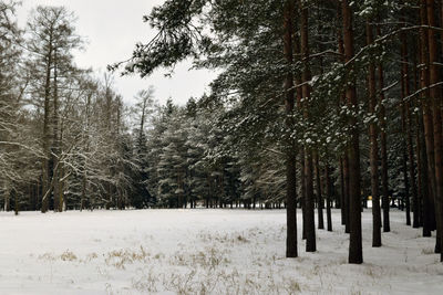 Trees in forest during winter