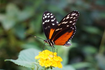 Close-up of butterfly pollinating on yellow flower