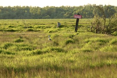 Scenic view of grassy field
