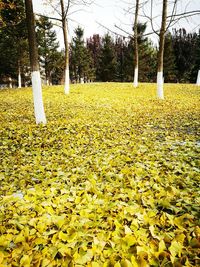 Yellow flowers growing on tree against sky