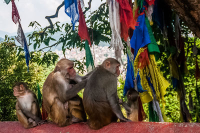 View of monkey sitting on tree