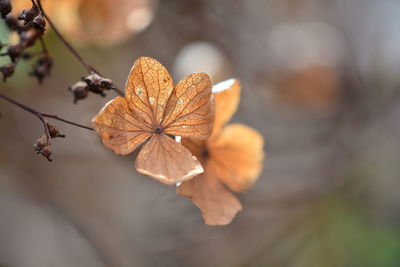 Close-up of dried leaves