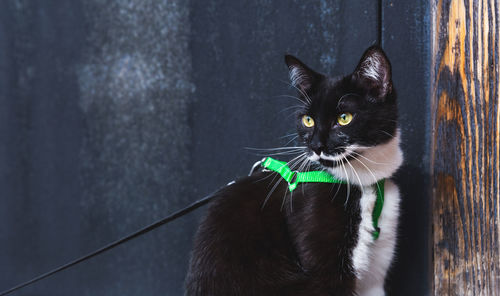 Portrait of black cat against wall