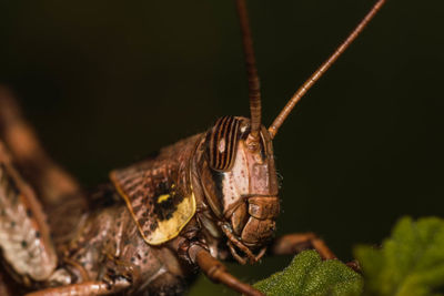 Close-up of insect on leaf against blurred background