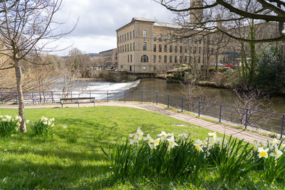 View of park by river in city