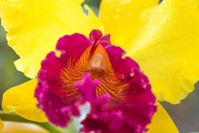 Close-up of yellow flower