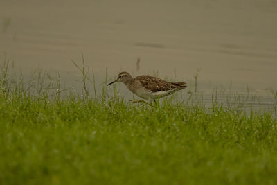 Bird on a field