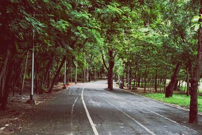 Empty road amidst trees