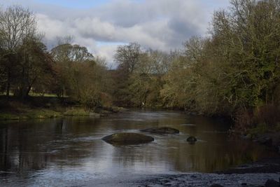 Scenic view of river in forest