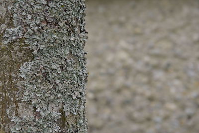 Close-up of tree trunk