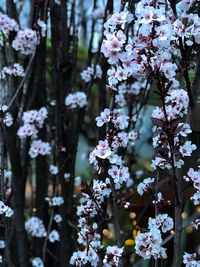 Close-up of white cherry blossom tree