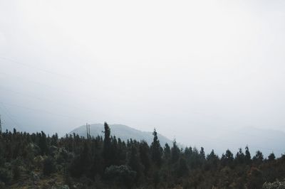 Scenic view of forest against clear sky