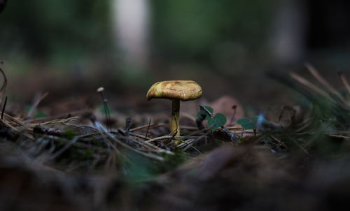 Close-up of mushroom growing on field