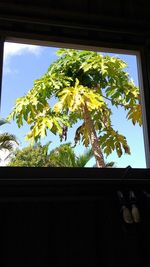 Low angle view of tree against sky