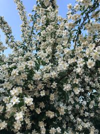 Low angle view of white flowering tree