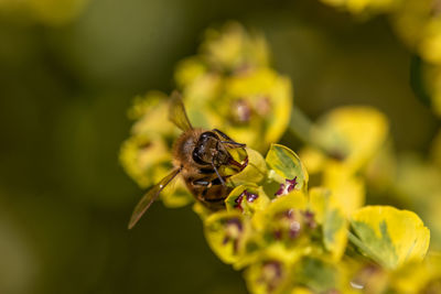 Close-up of bee pollinating on flower