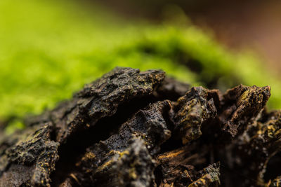 Close-up of moss on rock