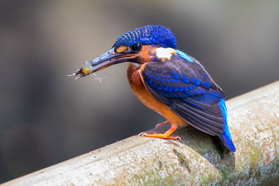 Small blue kingfisher with his prey